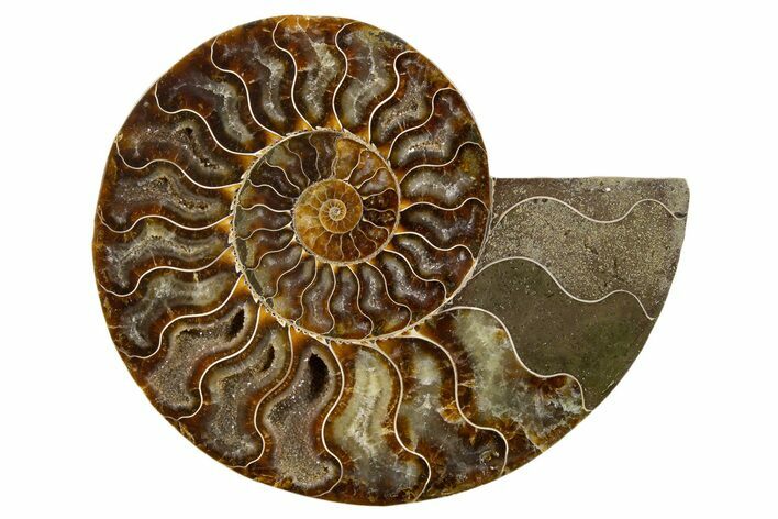 Cut & Polished Ammonite Fossil (Half) - Deep Crystal Pockets #345637